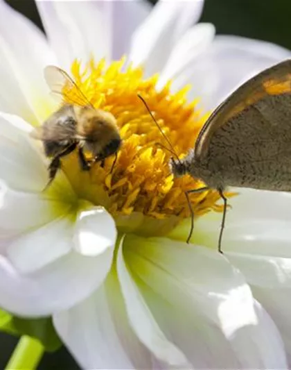 BIENEN UND SCHMETTERLINGE IM GARTEN!