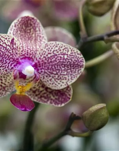 ORCHIDEEN: DIE PERLEN UNTER DEN BLüTENPFLANZEN