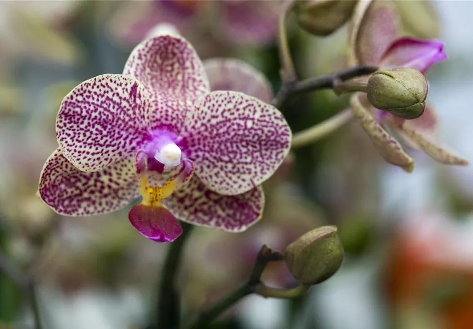 ORCHIDEEN: DIE PERLEN UNTER DEN BLüTENPFLANZEN