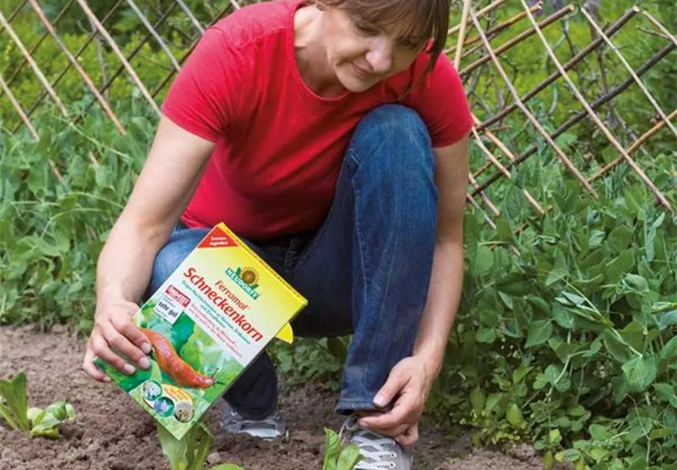 SALAT & PFLANZEN OHNE SCHNECKEN 