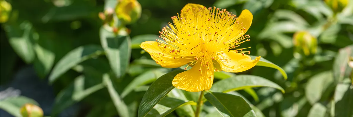 Hypericum calycinum