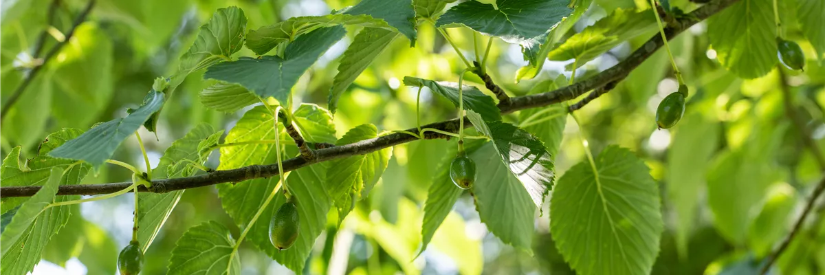 Davidia involucrata