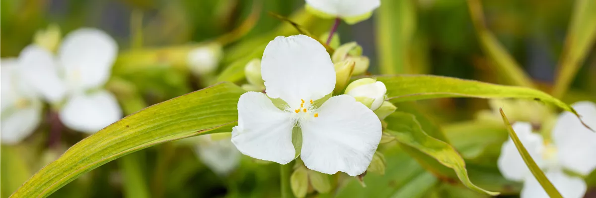 Tradescantia andersoniana 'Innocence'