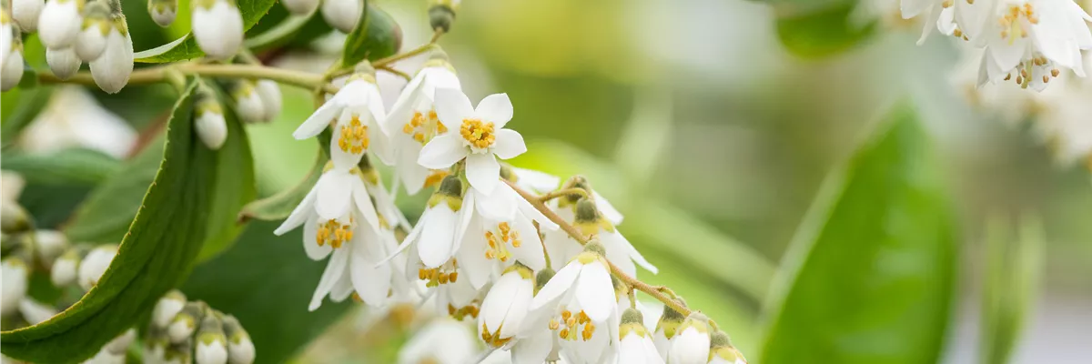 Deutzia scabra