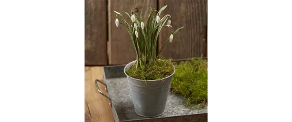 BLUMENZWIEBELN IM GLAS