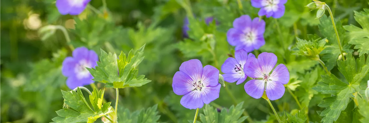 Geranium wallichianum 'Rozanne'®