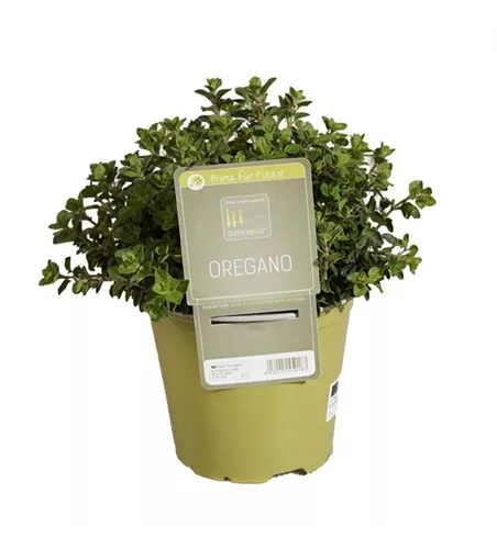 Oregano