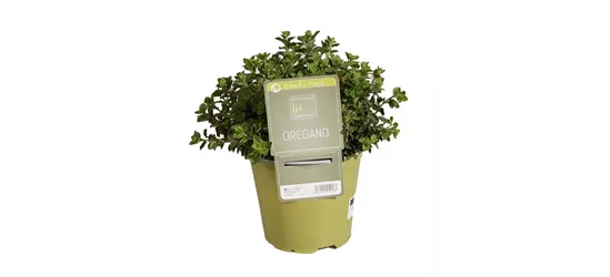 Oregano