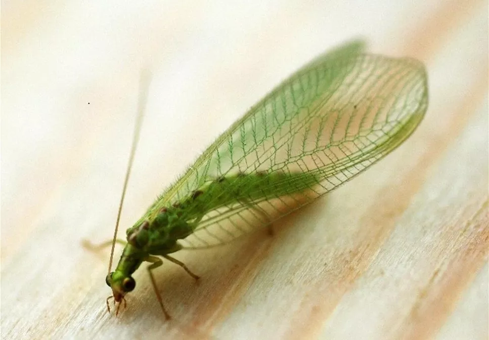 BIOLOGISCHER PFLANZENSCHUTZ IM GARTEN