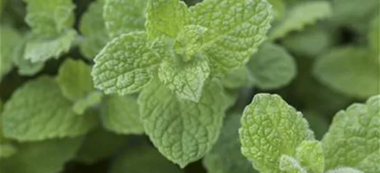 Mentha rotundifolia