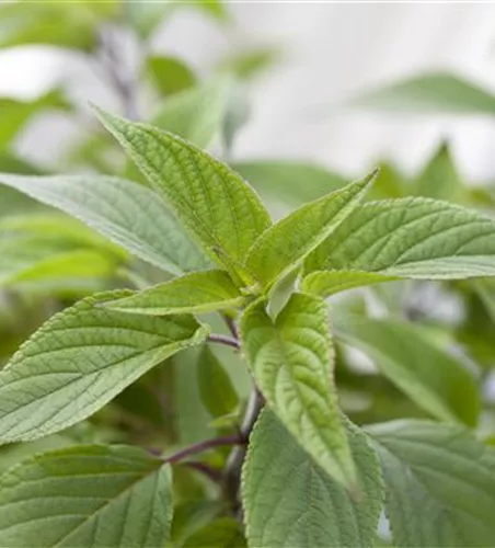 salvia elegans