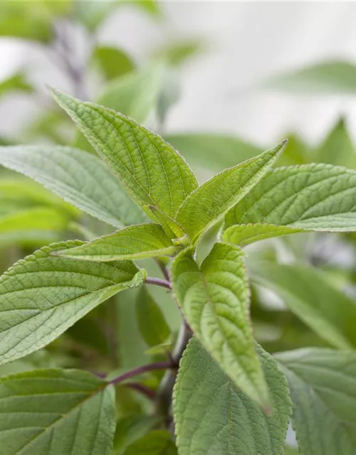 salvia elegans