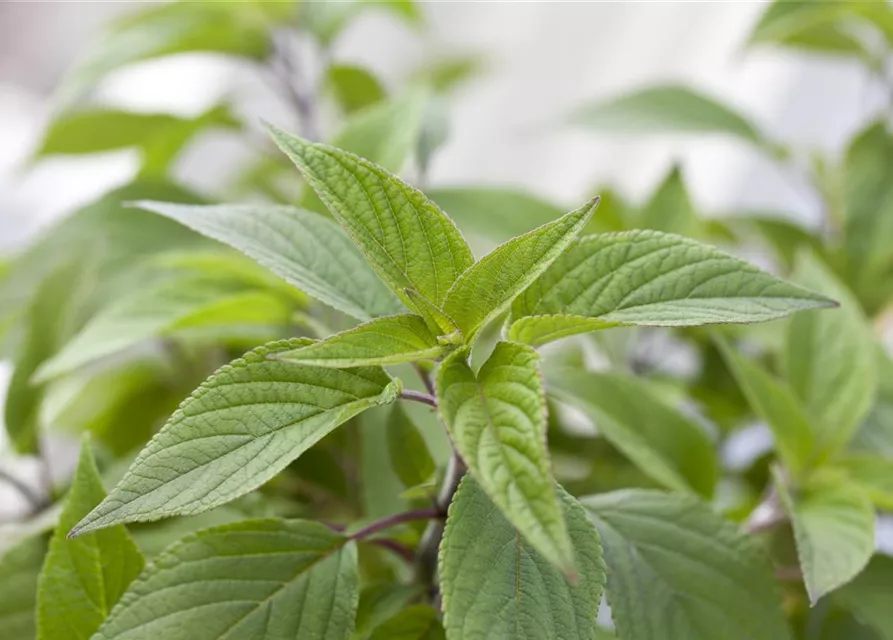 salvia elegans