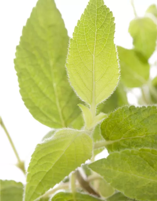 salvia elegans