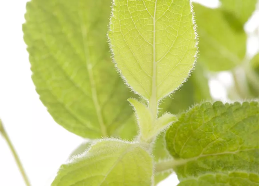 salvia elegans