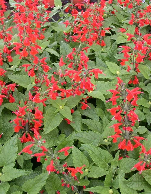 salvia elegans