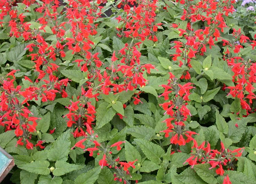 salvia elegans