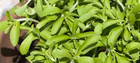 Stevia rebaudiana