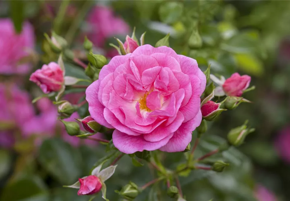 ROSEN SCHNEIDEN IM HERBST