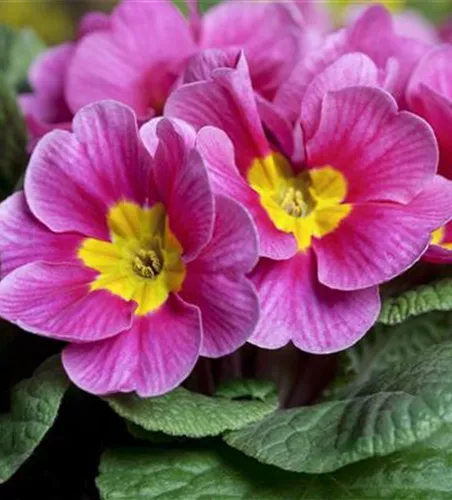 Primula