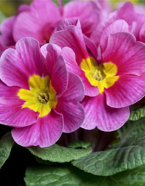 Primula