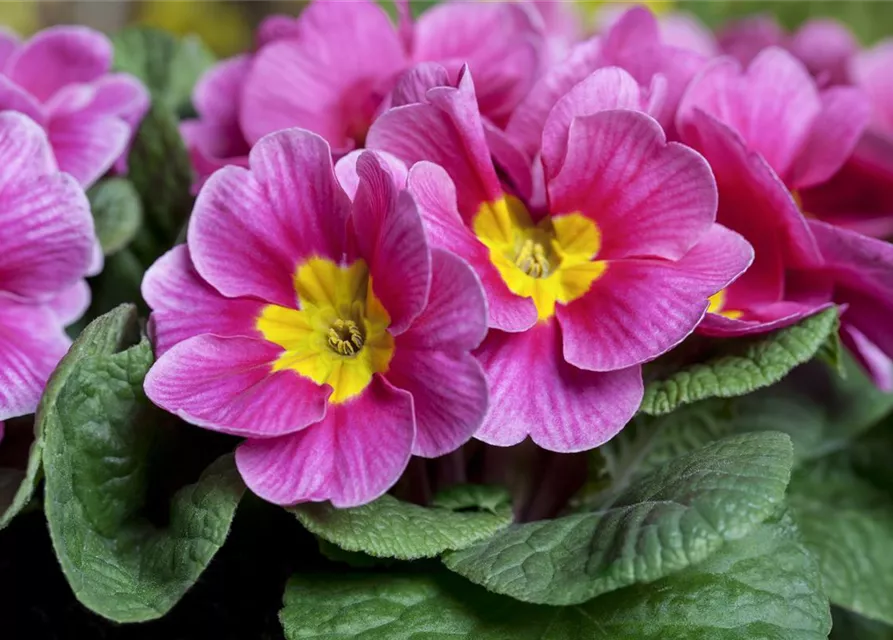 Primula