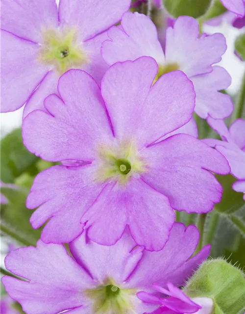 Primula