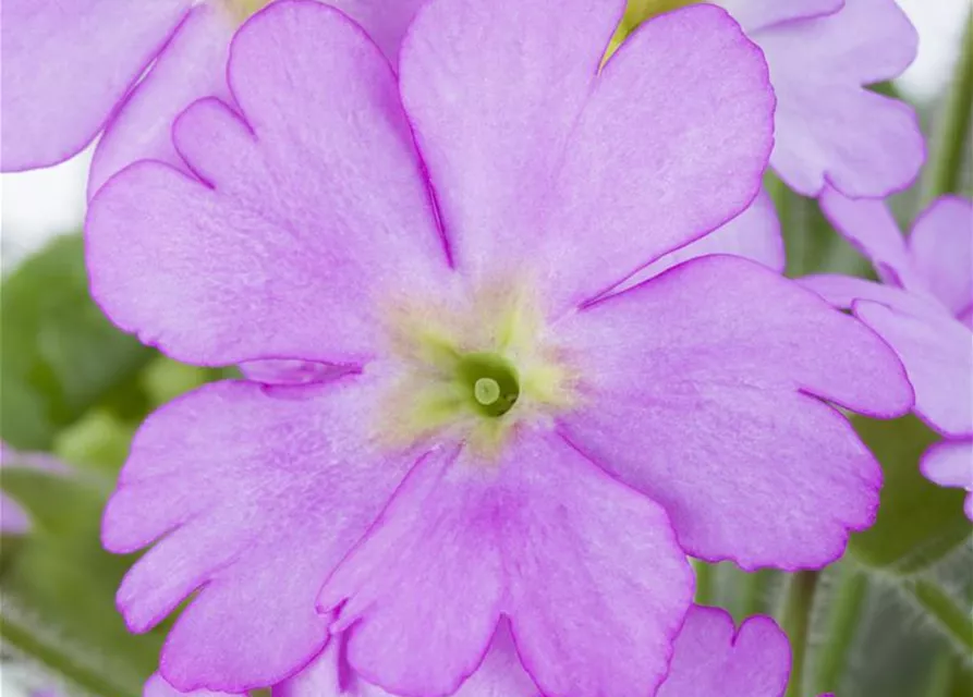 Primula