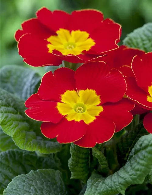 Primula