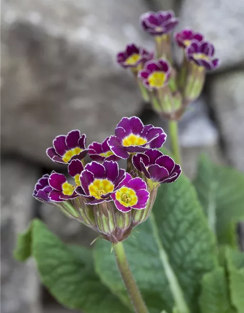 Primula