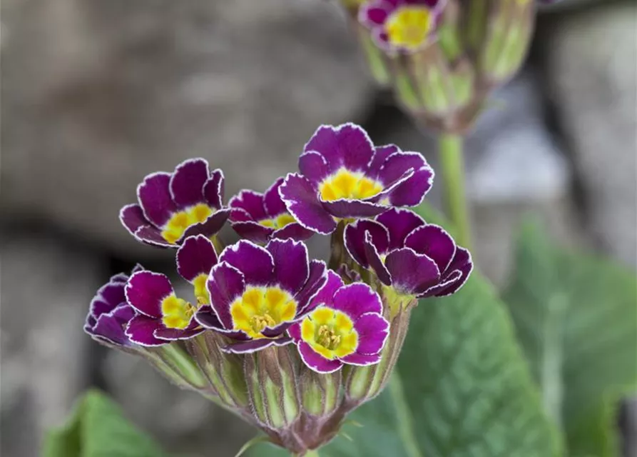 Primula