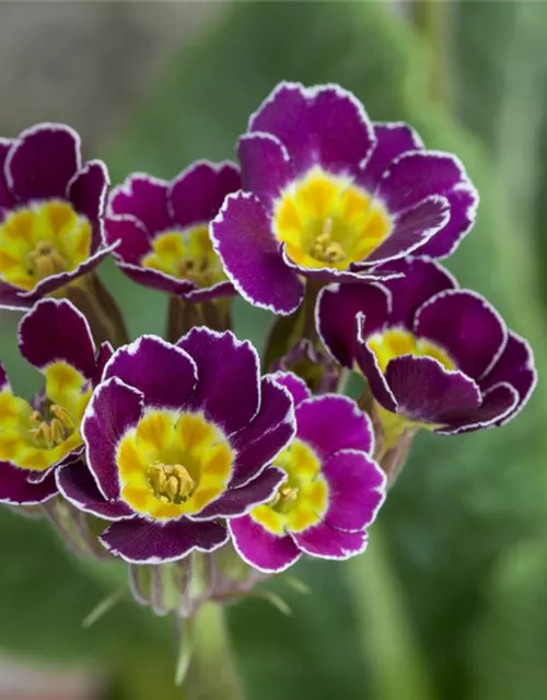 Primula