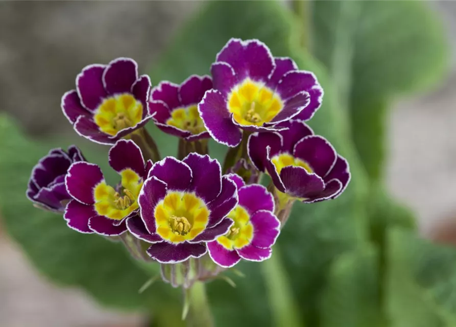 Primula