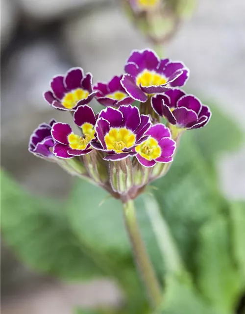 Primula