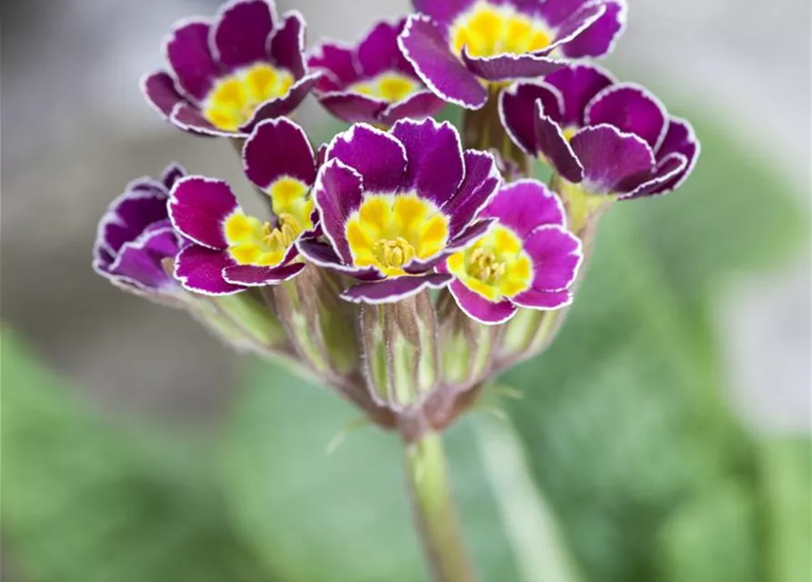 Primula