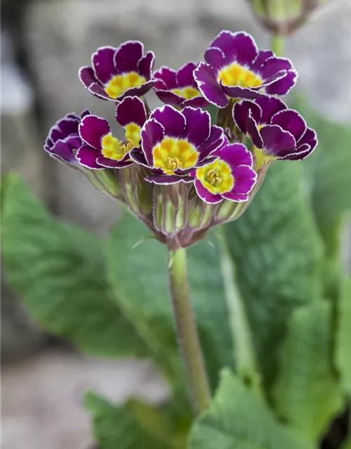 Primula