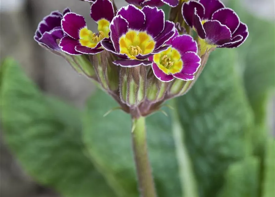 Primula