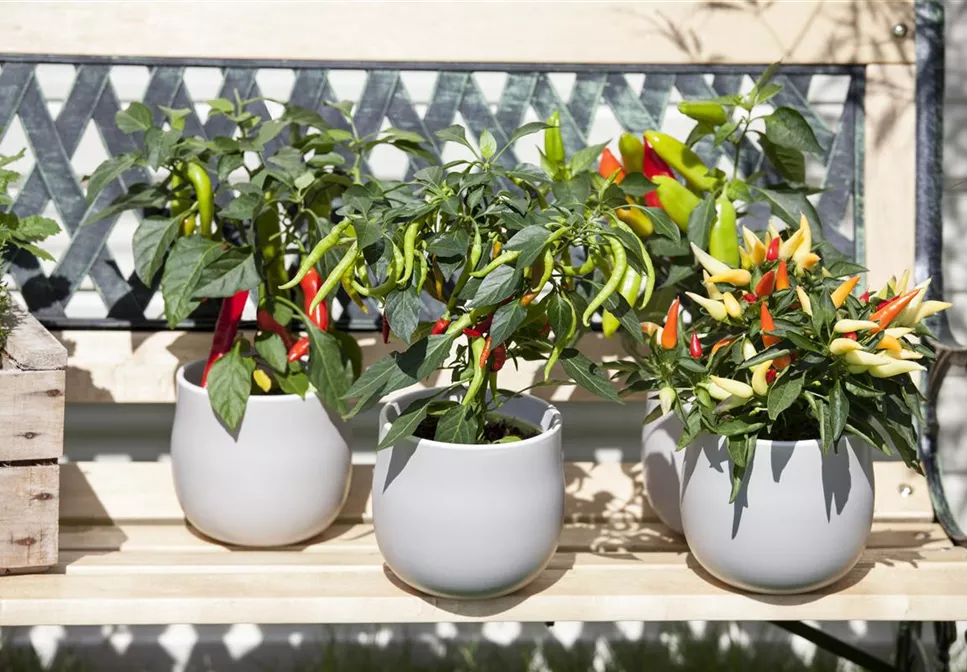 EIN GANZER GARTEN AUF DEM BALKON