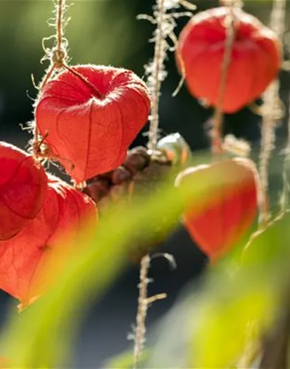 HERBSTLICHER HAUSEINGANG