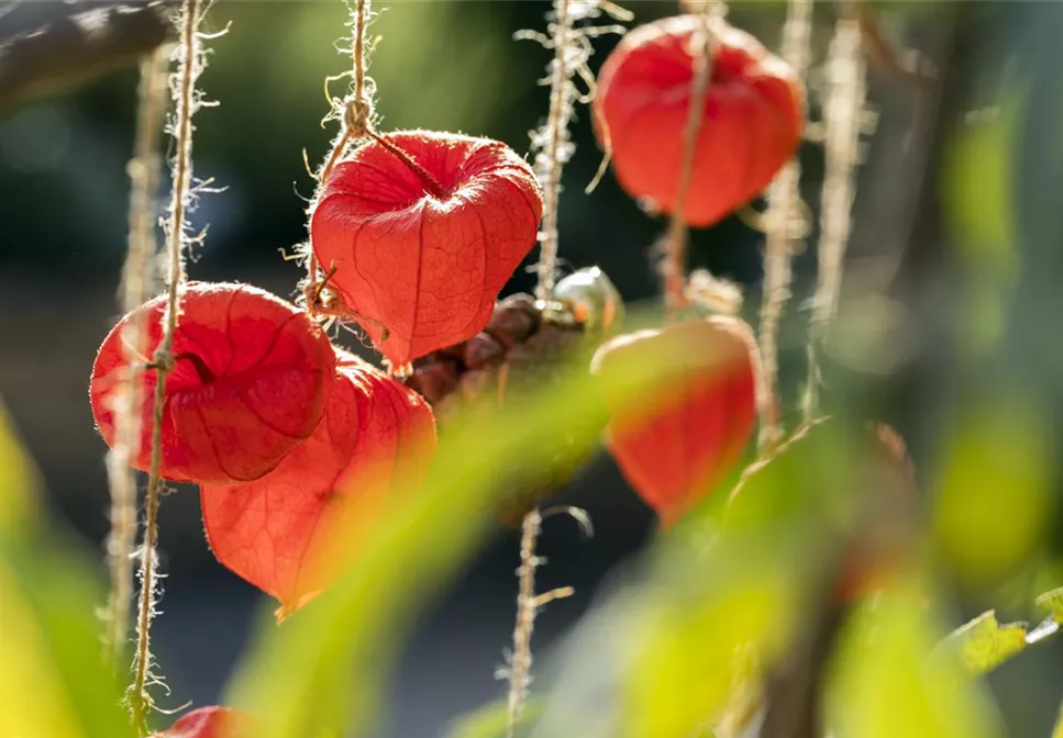 HERBSTLICHER HAUSEINGANG